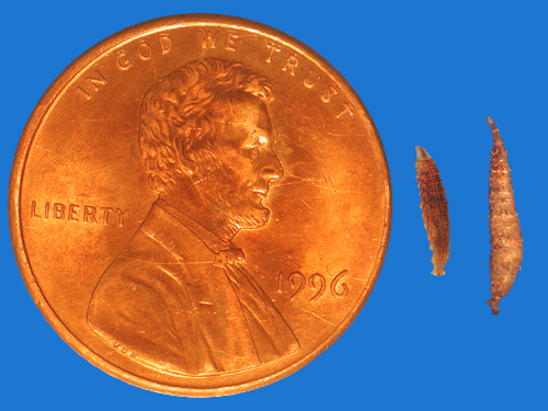 Scymba Insect Aquatic Insects Key